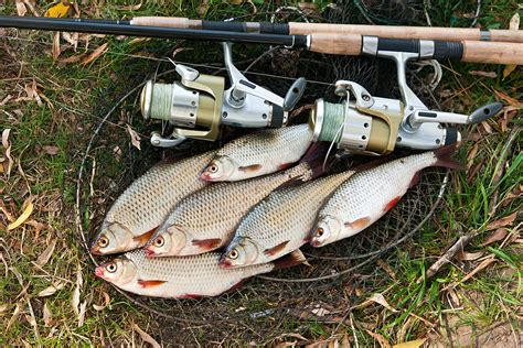 Explore the Best Coarse Fishing Tackle for Seasonal Success