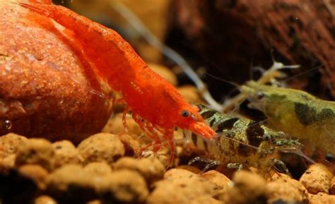 Understanding the Role of Shrimp in Aquariums and Fishing: Benefits and Techniques