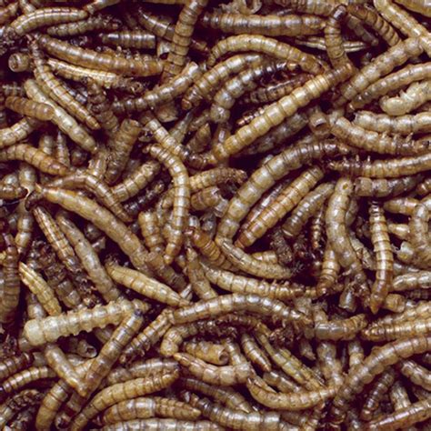 Mealworms For Sale